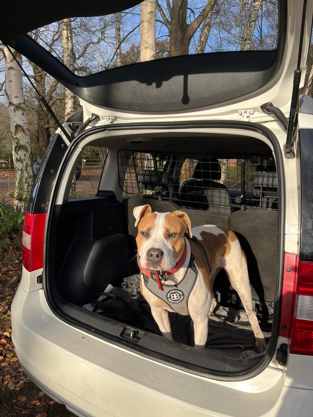 Customer photo review of Active Harness | With Handle - Padded Lining & Highly Reflective - Black