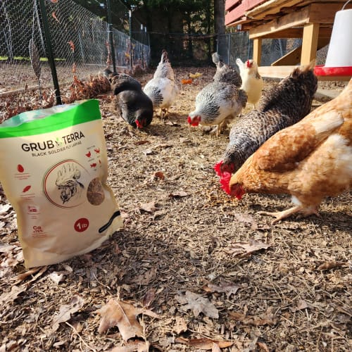 Customer photo review of GrubTerra Dried Larvae