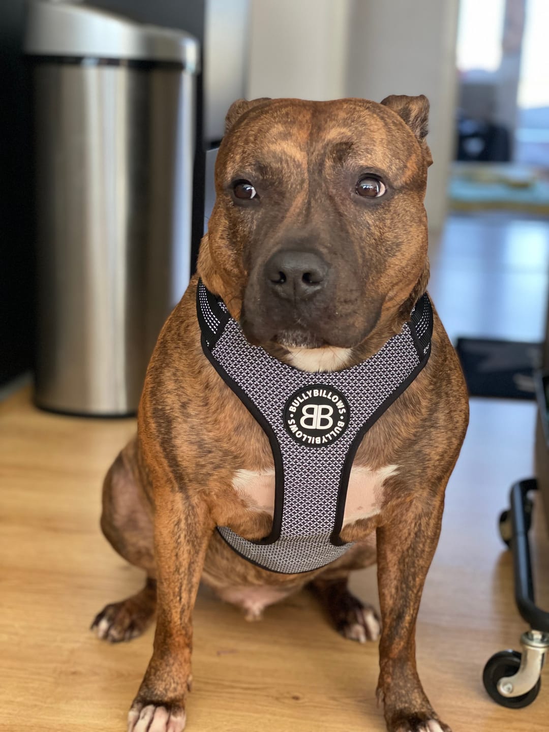 Customer photo review of Active Harness | With Handle - Padded Lining & Highly Reflective - Black