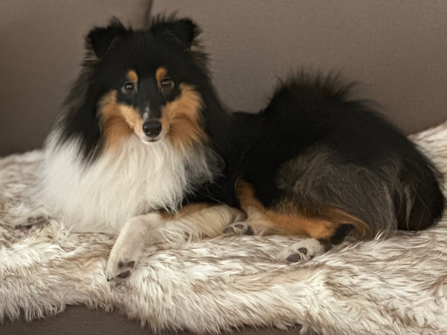 Customer photo review of ComfyRug Original - Hundeseng med premium memory foam
