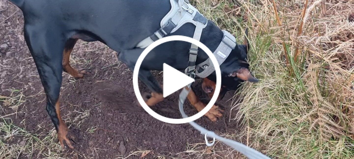 Customer video review of Hurricane Harness - Non Restrictive, With Handle, Adjustable & Reflective - All Breeds - Grey