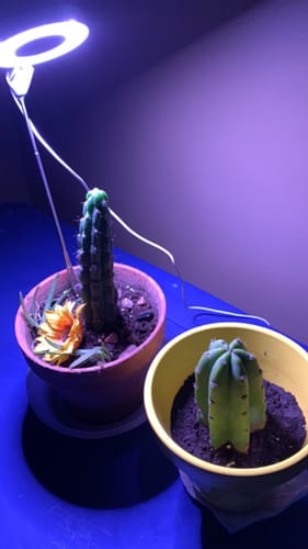 Customer photo review of San Pedro Cactus | Echinopsis (Trichocereus) pachanoi