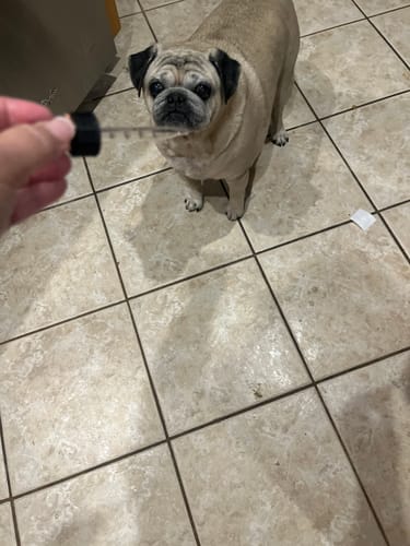 Customer photo review of Medium Organic Coconut CBD Oil : Hip & Joints Health / Skin & Coat : 1 oz - 350 mg CBD for dogs and cats