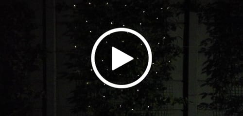Customer video review of Litehouse Solar LED Copper Wire Fairy Lights Warm White