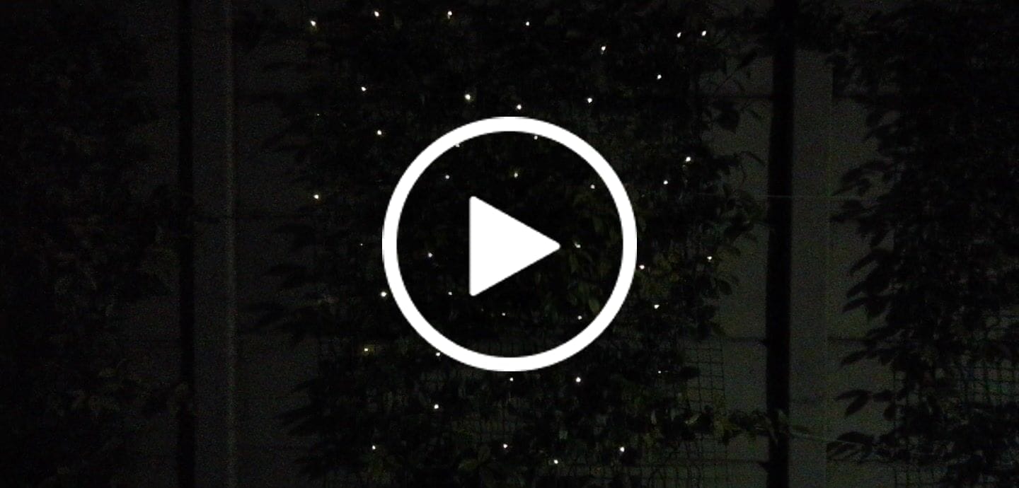 Customer video review of Litehouse Solar LED Copper Wire Fairy Lights Warm White