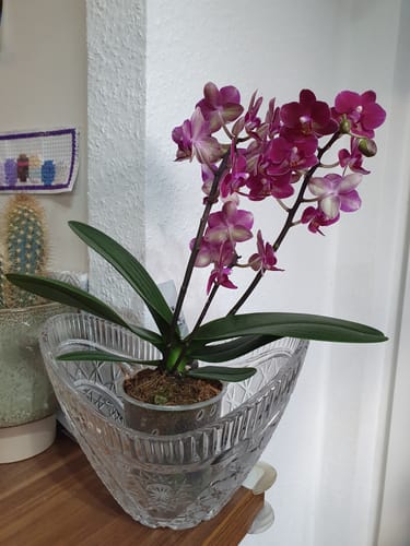 Customer photo review of Table Dance Chamonix mit weinroten Blüten und 3 Stielen