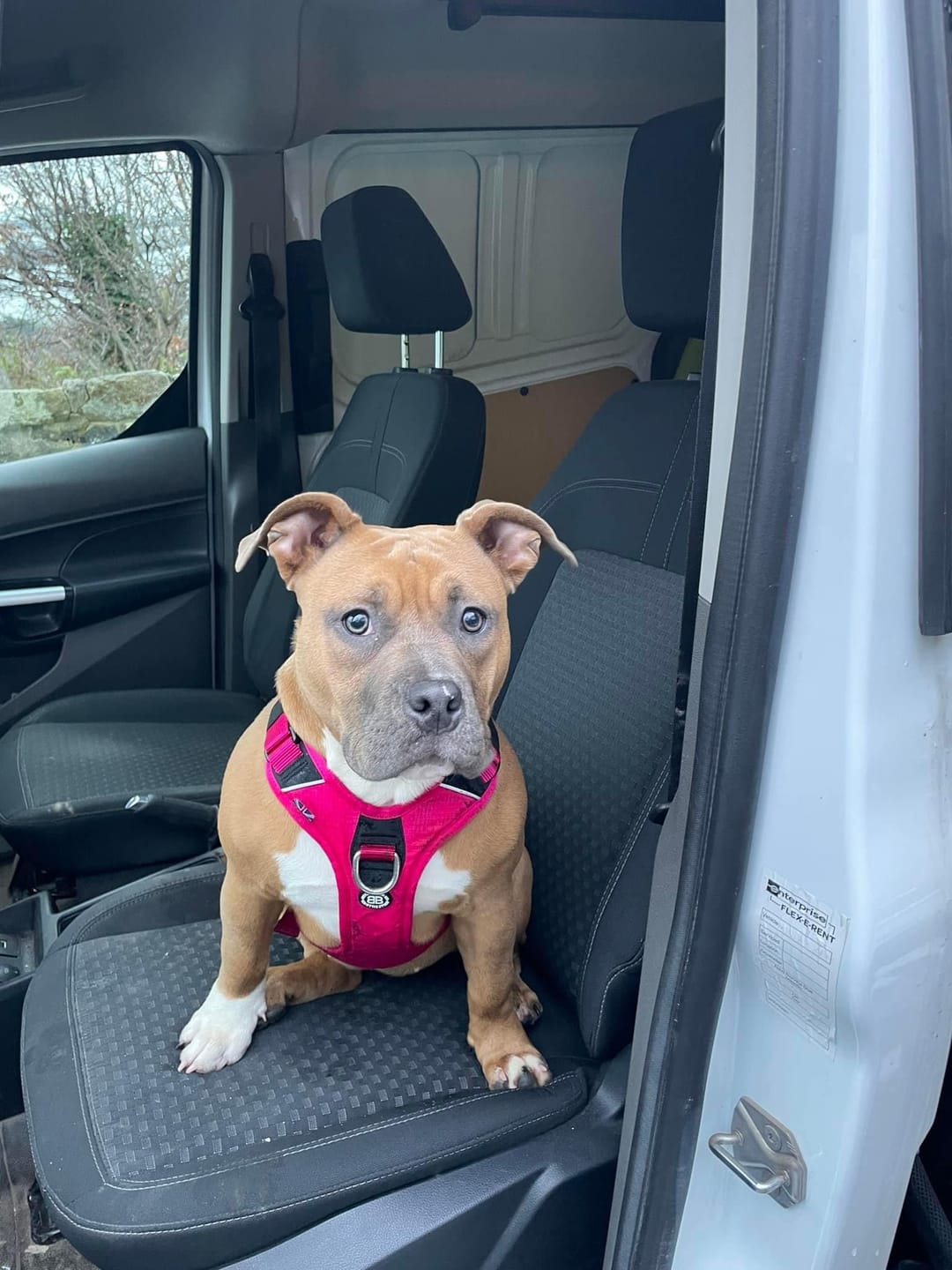 Customer photo review of Hurricane Harness - Non Restrictive, With Handle, Adjustable & Reflective - All Breeds - Carminerose
