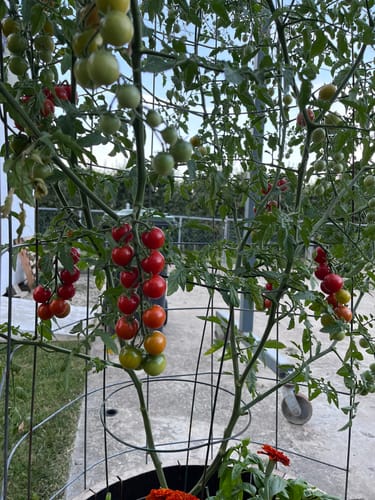 Customer photo review of Restorative Gardening Mentorship