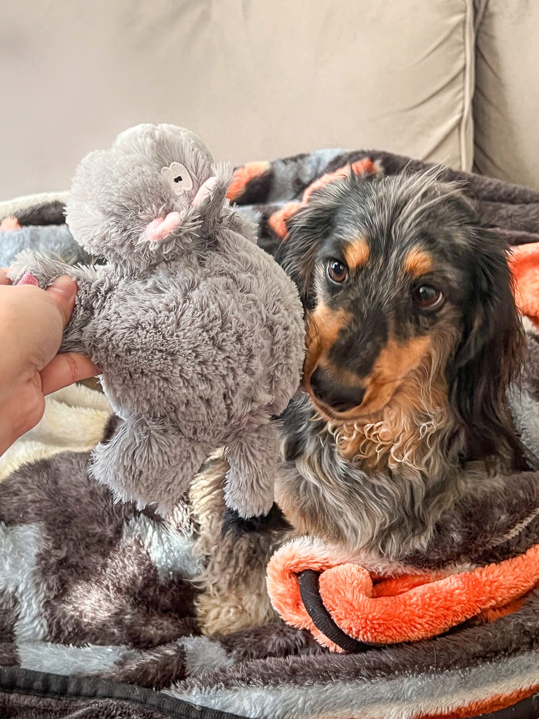Customer photo review of Furry Friends Plush Toys