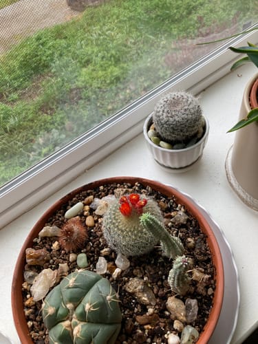 Customer photo review of Blooming Cactus Variety Pack