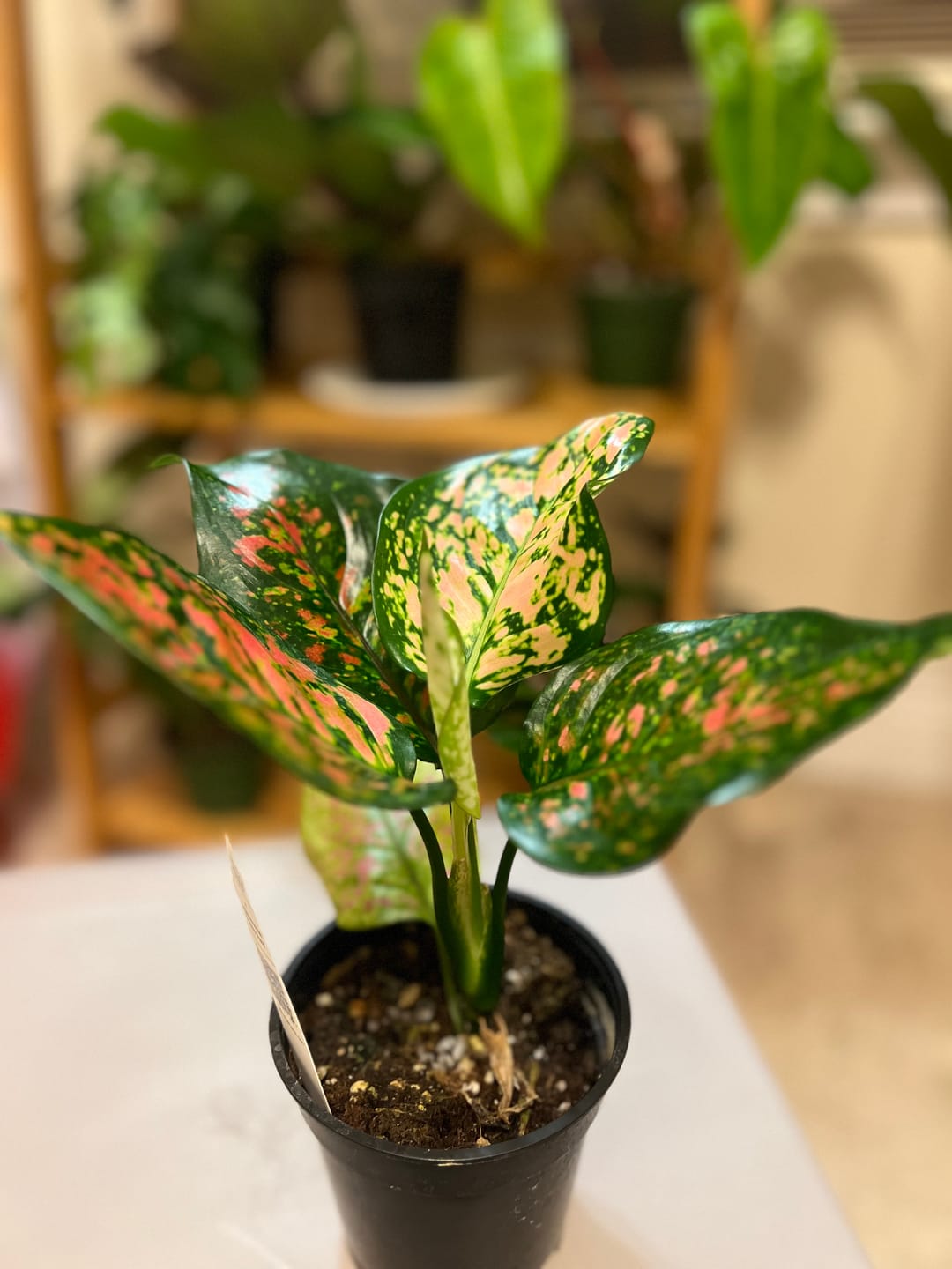 Customer photo review of Aglaonema 'Ruby Ray'