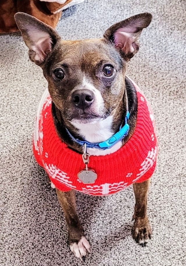 Customer photo review of Winter Christmas Wonderland Knit Dog Sweater