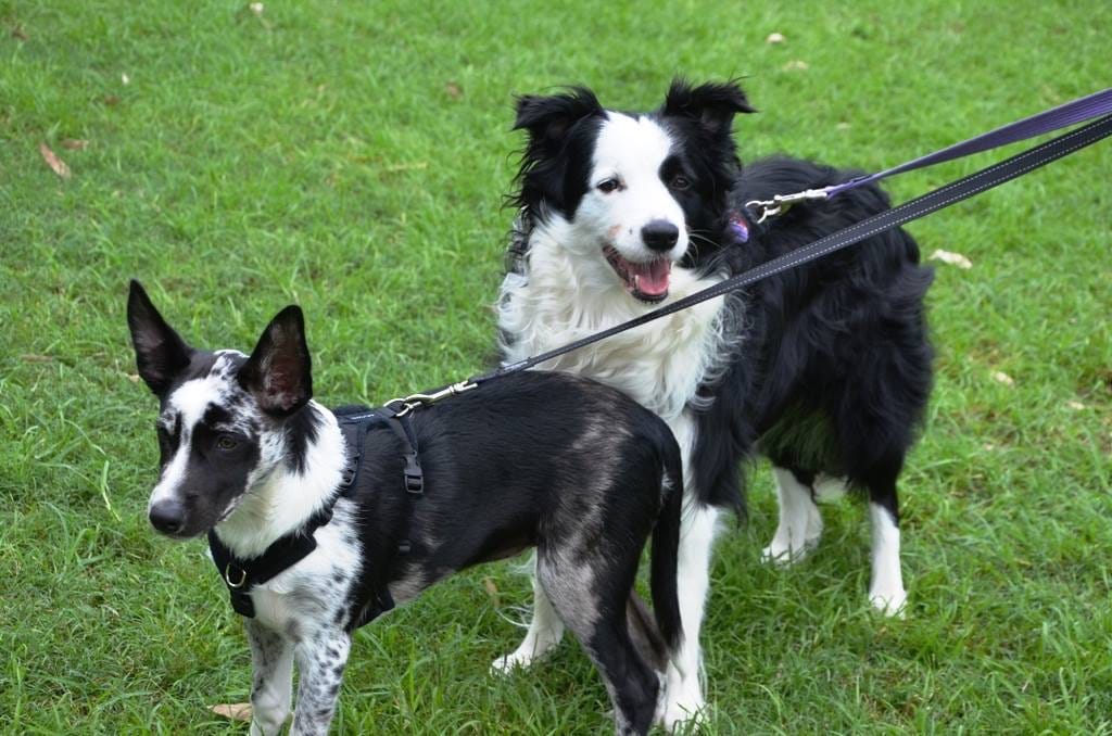 Customer photo review of Primal Venison - Raw Free ranged for dogs and cats