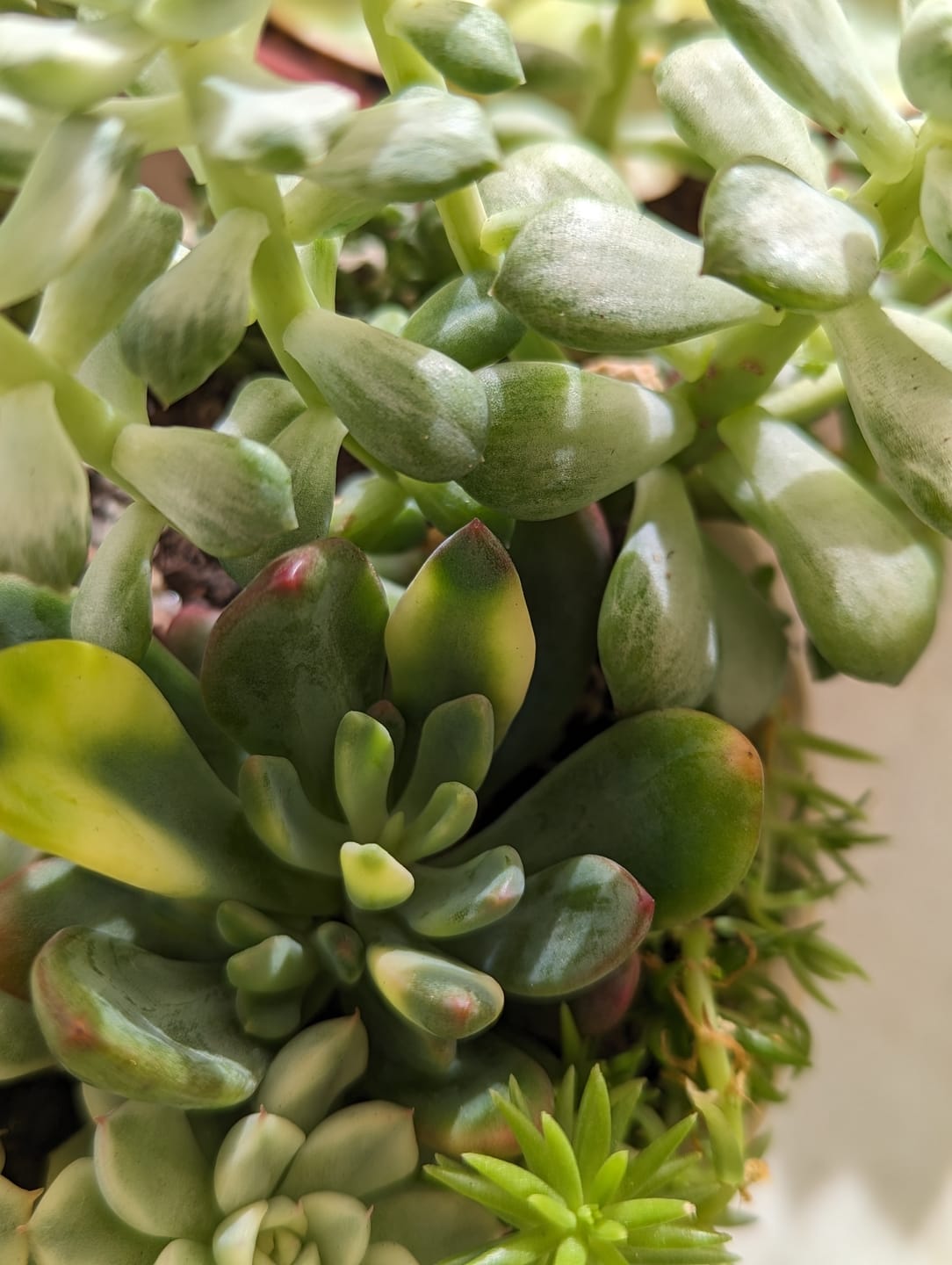 Customer photo review of Echeveria manaudes variegated