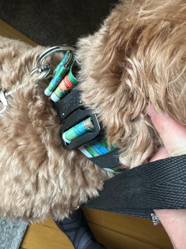 Customer photo review of Wolf Peak Martingale Collar