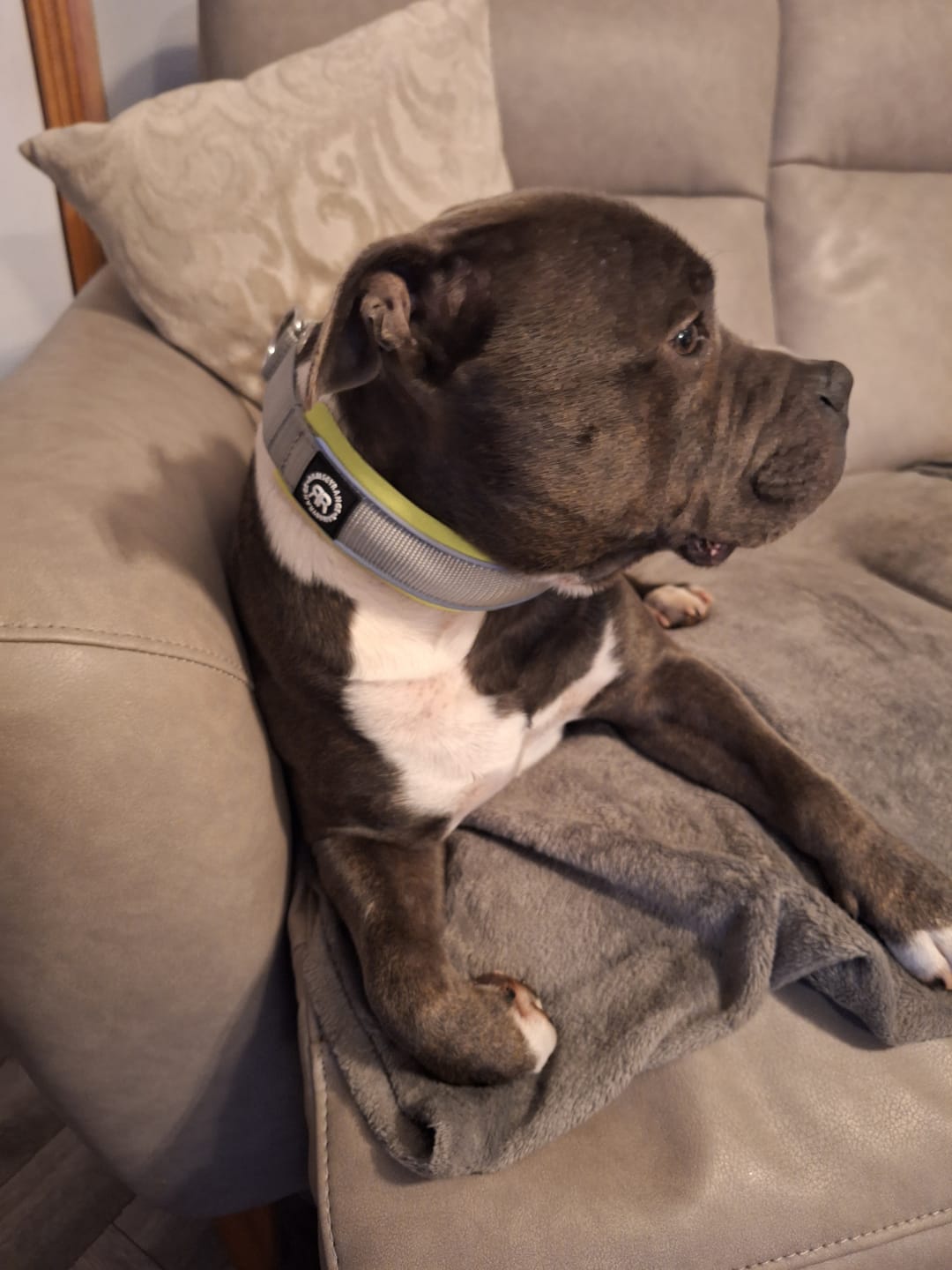 Customer photo review of 4cm Slip on Collar | Soft Padded & Reflective - Metal Grey & Neon v2.0