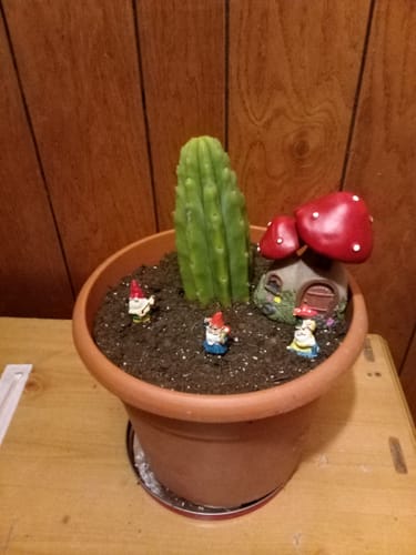 Customer photo review of San Pedro Cactus | Echinopsis (Trichocereus) pachanoi