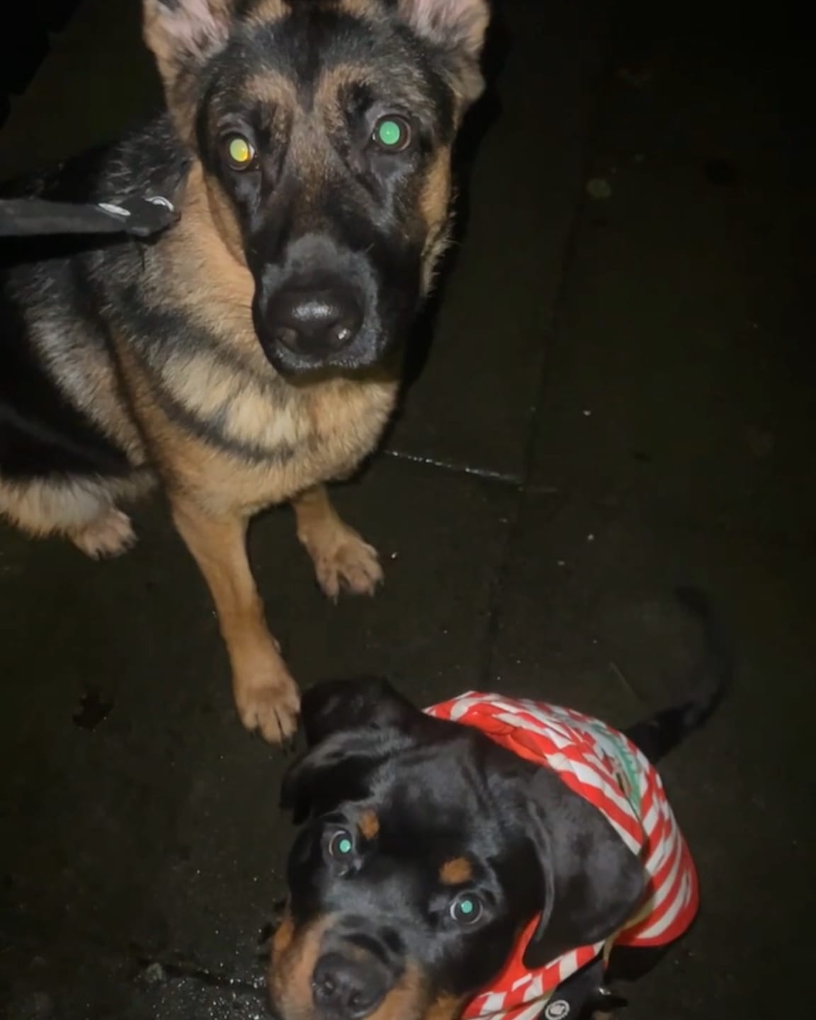 Customer photo review of Double Ended Training Lead | All Breeds - Durable & Soft 2m Lead - Black