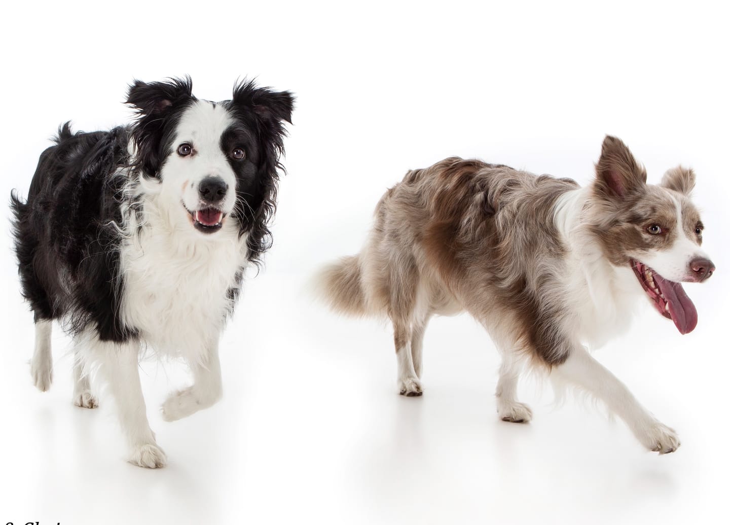 Customer photo review of Primal Raw Green Tripe | Immune & Digestive Health Dogs & Cats