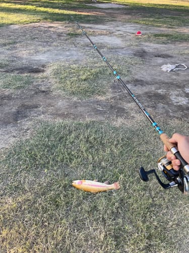 Customer photo review of 8Ft No Excuses Travel Rod with Tube Medium Action 1/2oz to 2oz