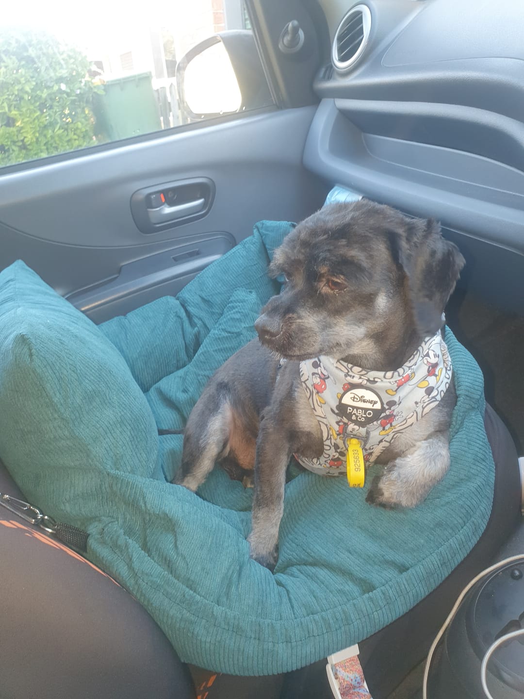 Customer photo review of PaWz Dog Car Booster Seat