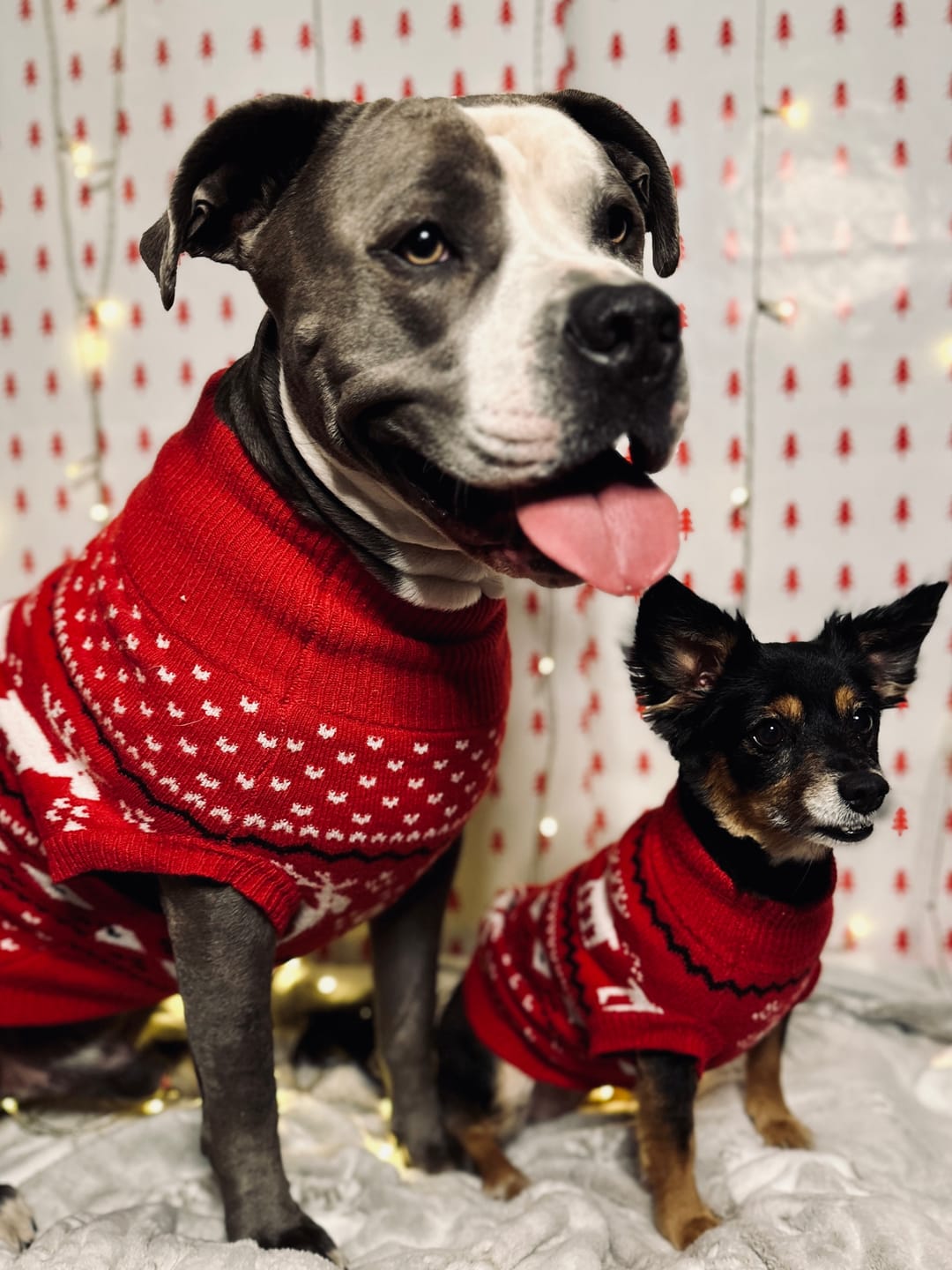 Customer photo review of Knit Christmas Dog Sweater - Dasher Red