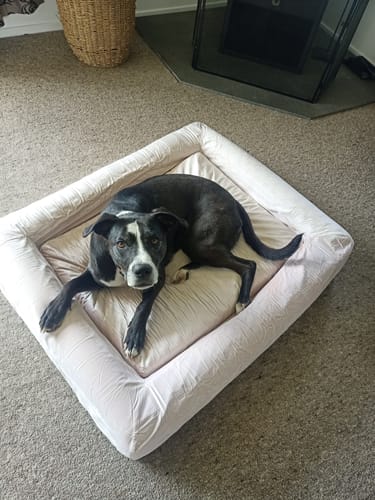 Customer photo review of Orthopedic Memory Foam Dog Bed | 25% Off