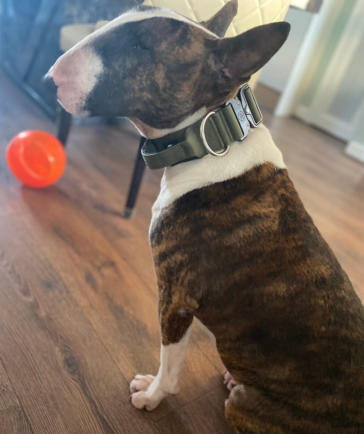 Customer photo review of 5cm Combat® Collar | With Handle & Rated Clip - Khaki v2.0