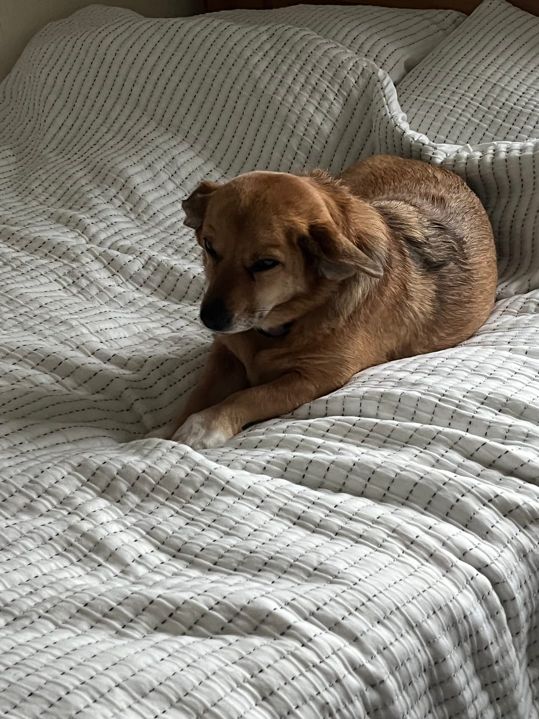 Customer photo review of Dog Spray