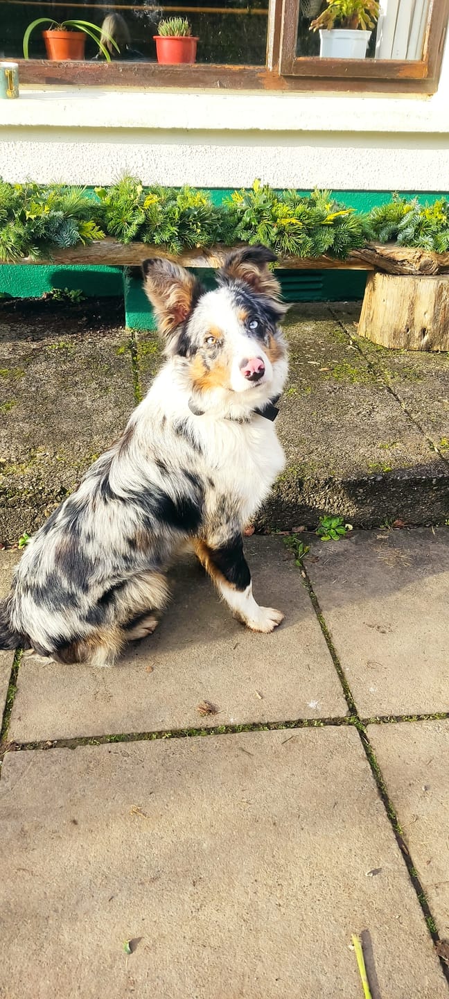 Customer photo review of Gps Dog Fence