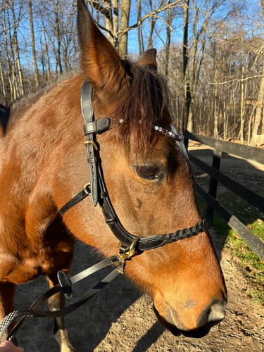 Customer photo review of Odessa Bonita Multi bridle - plain leather bitstrap