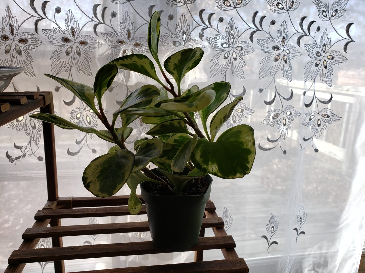 Customer photo review of Peperomia obtusifolia 'Golden Gate'