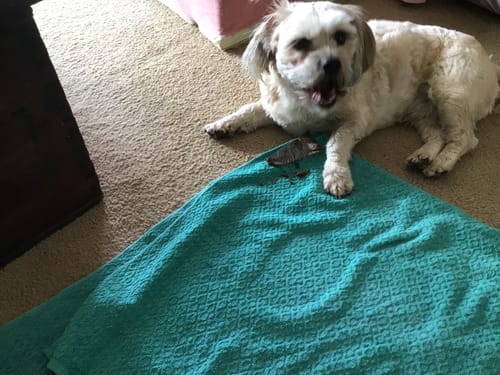 Customer photo review of Premium Kangaroo Chews