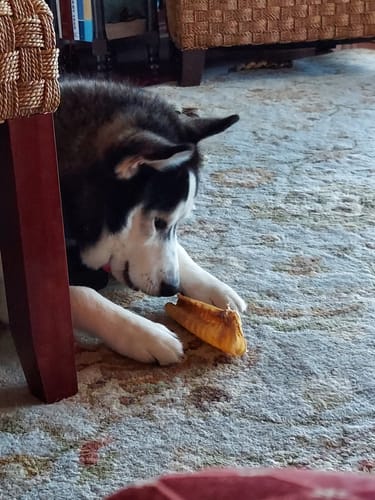 Customer photo review of Beef Trachea 5-6" (6 Count)