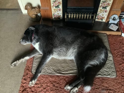 Customer photo review of The Ultimate Cooling Pet Mat