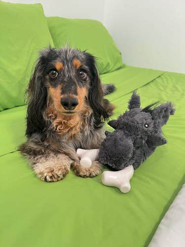 Customer photo review of Knuckleheads 2-in-1 Toy