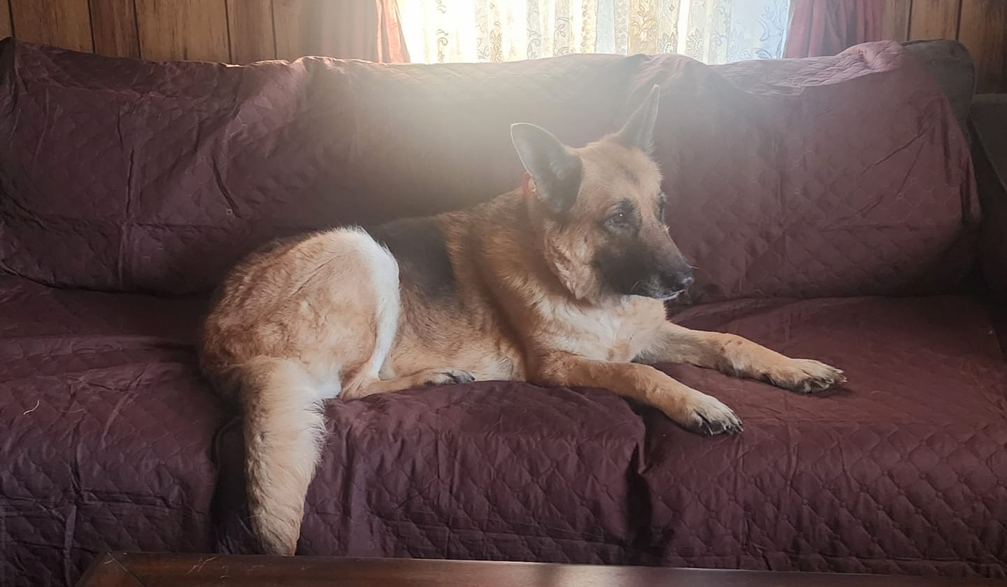 Customer photo review of NEW Machine-Washable, Dryer-Safe Furniture Protector Couch Cover With Side Pockets & Back Straps (+2-In-1 Reversible Colors!)