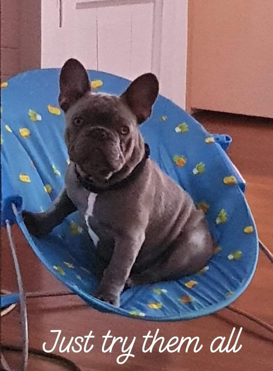 Customer photo review of Combination Box for Dogs