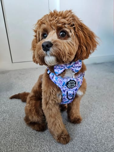 Customer photo review of Tough Trails™ Harness - Tiny Diny - Patterned Border