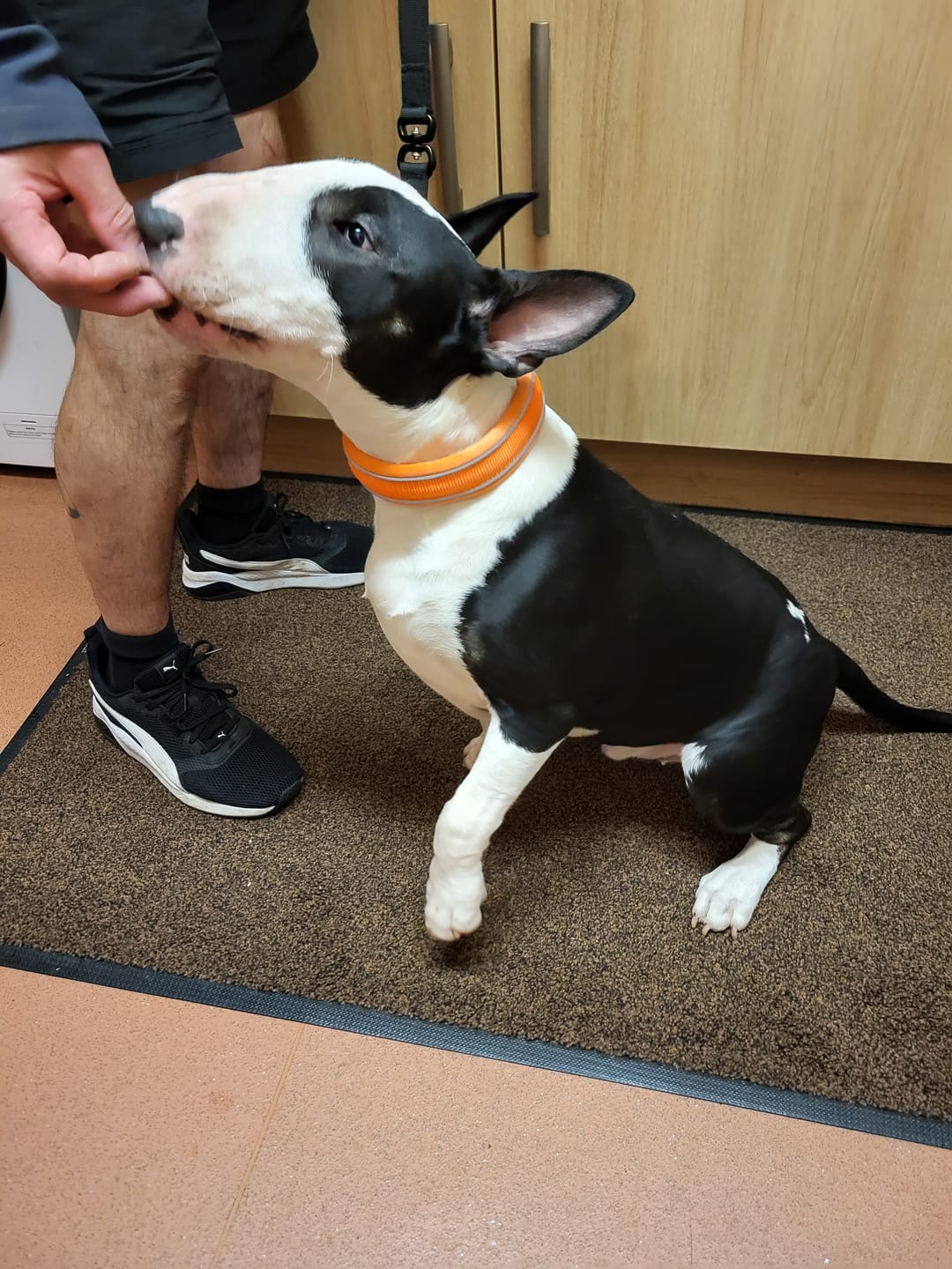 Customer photo review of 3cm Slip on Collar | Soft Padded & Reflective - Orange v2.0