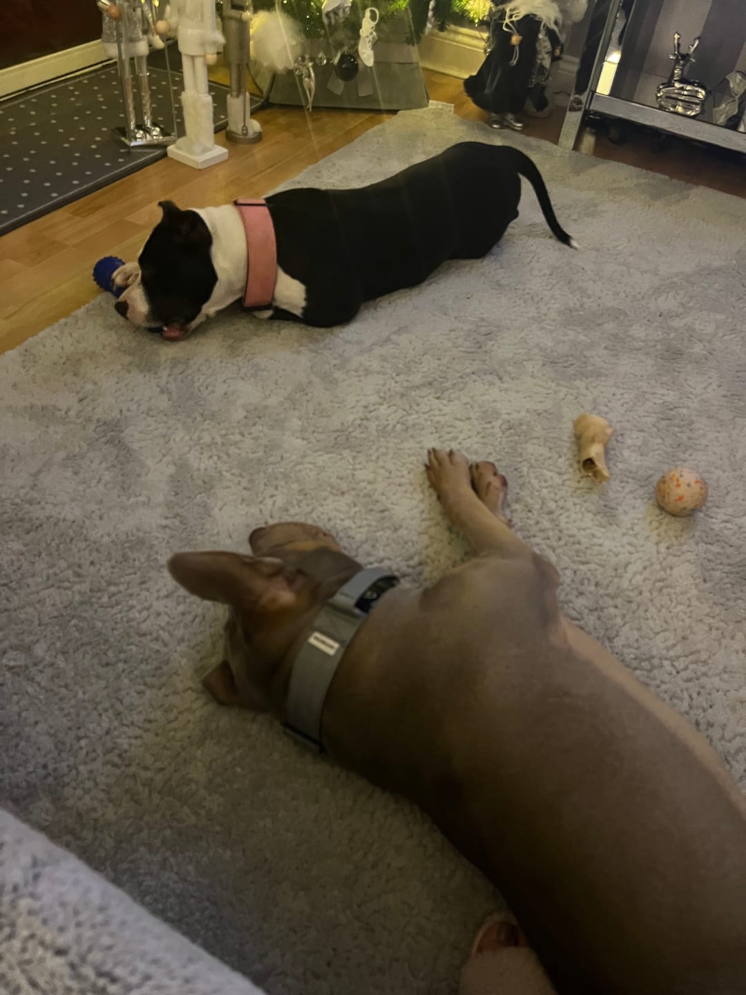 Customer photo review of 5cm Combat® Collar | With Handle & Rated Clip - Metal Grey v2.0