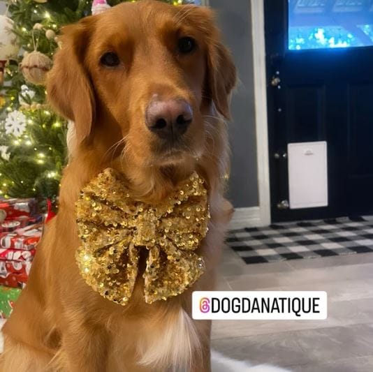 Customer photo review of Bright Gold Sequin on Velvet