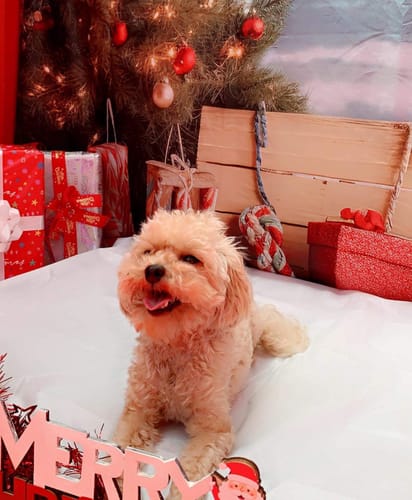Customer photo review of Kate Beach Christmas Backdrop Designed by Chain Photography