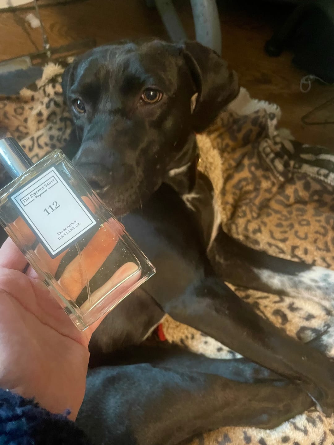 Customer photo review of Inspired by Love Don't Be Shy - 112