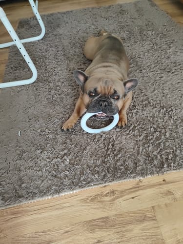 Customer photo review of Personalised Chopping Board - Dog Breed & Name