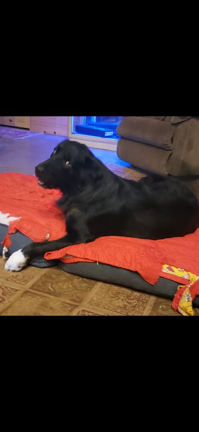 Customer photo review of Carrying Case for furMe Grooming Vacuum