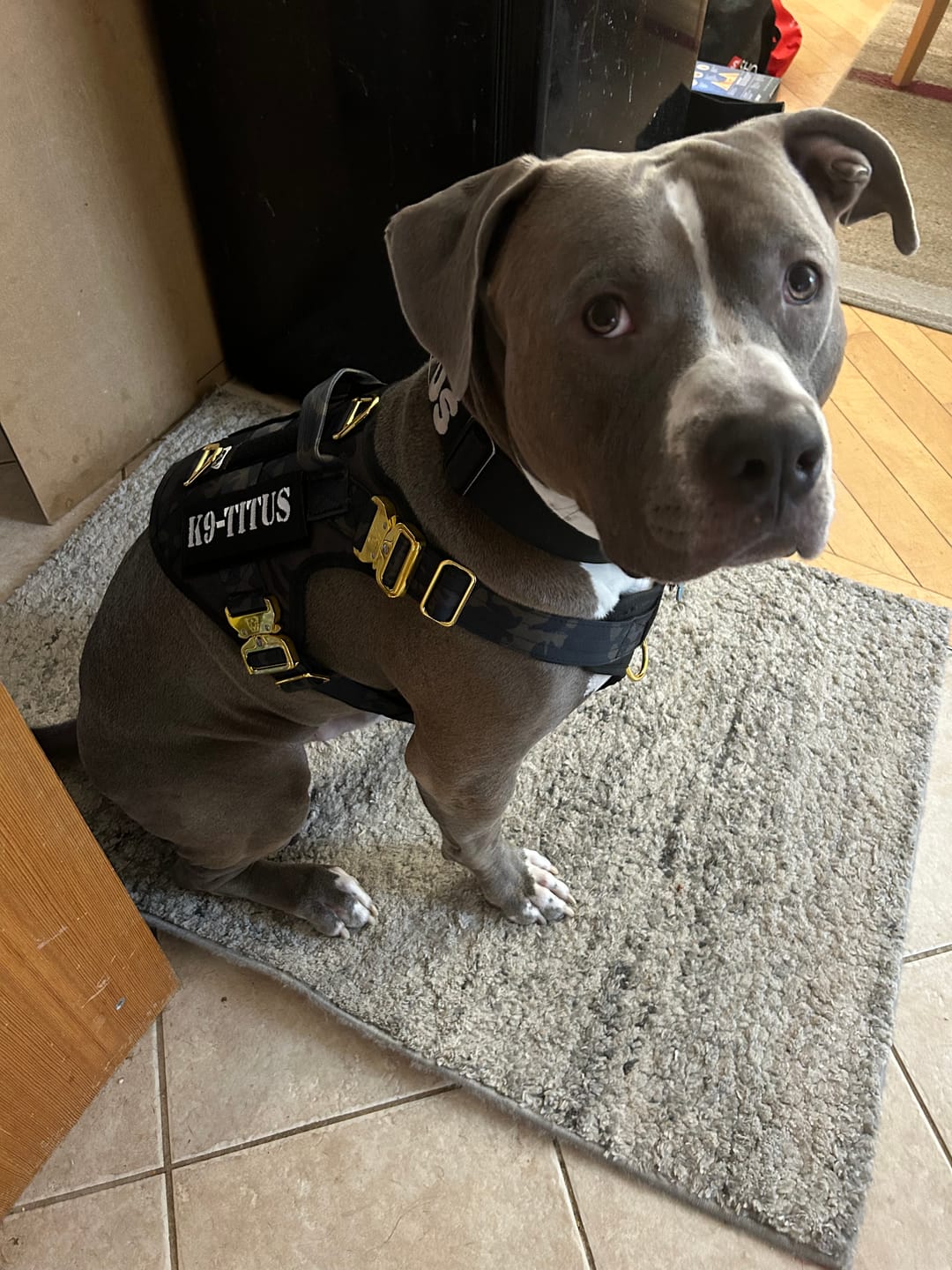 Customer photo review of HNTR 3.0 Dog Harness - Camo