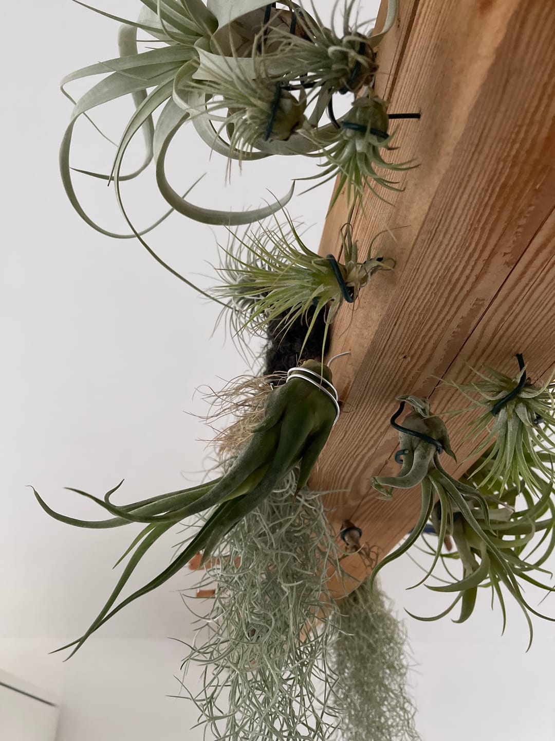 Customer photo review of Tillandsia caput medusae