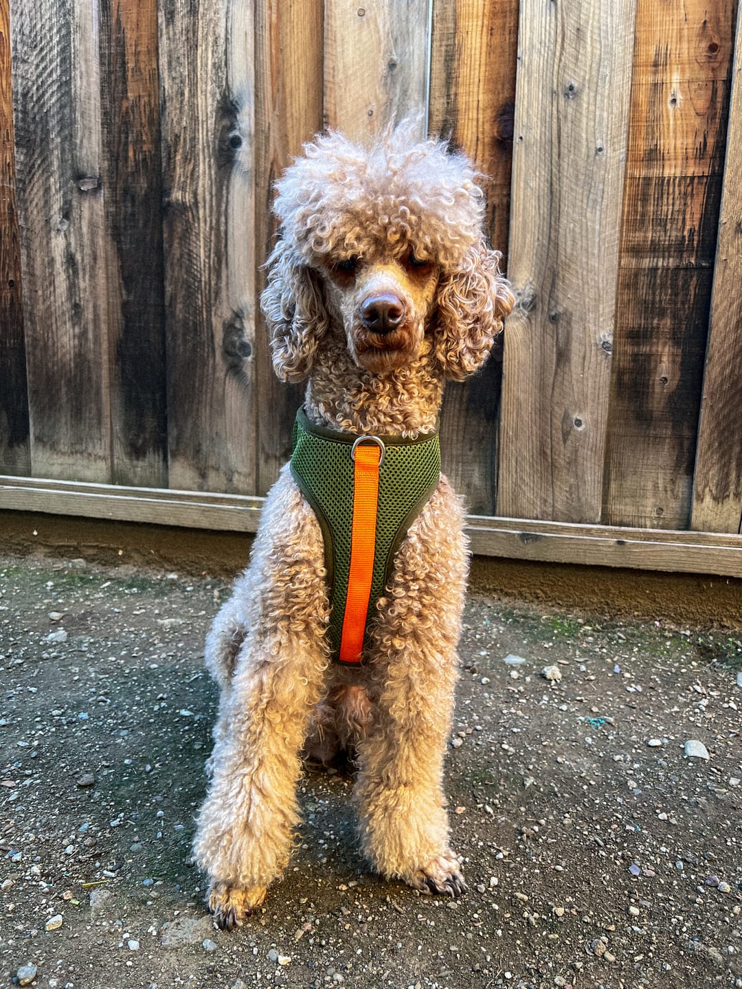 Customer photo review of Color-Block Padded Harness