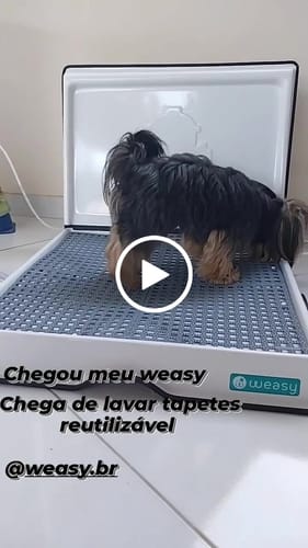 Customer video review of Weasy Cão